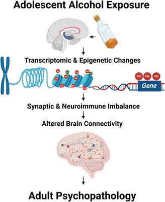 Editorial: Adolescent brain and alcohol